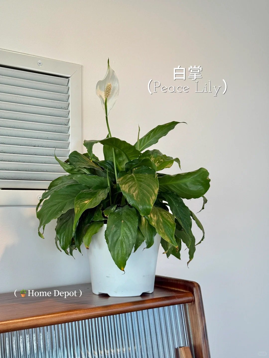 懒人轻松养??氛围感能量绿植分享