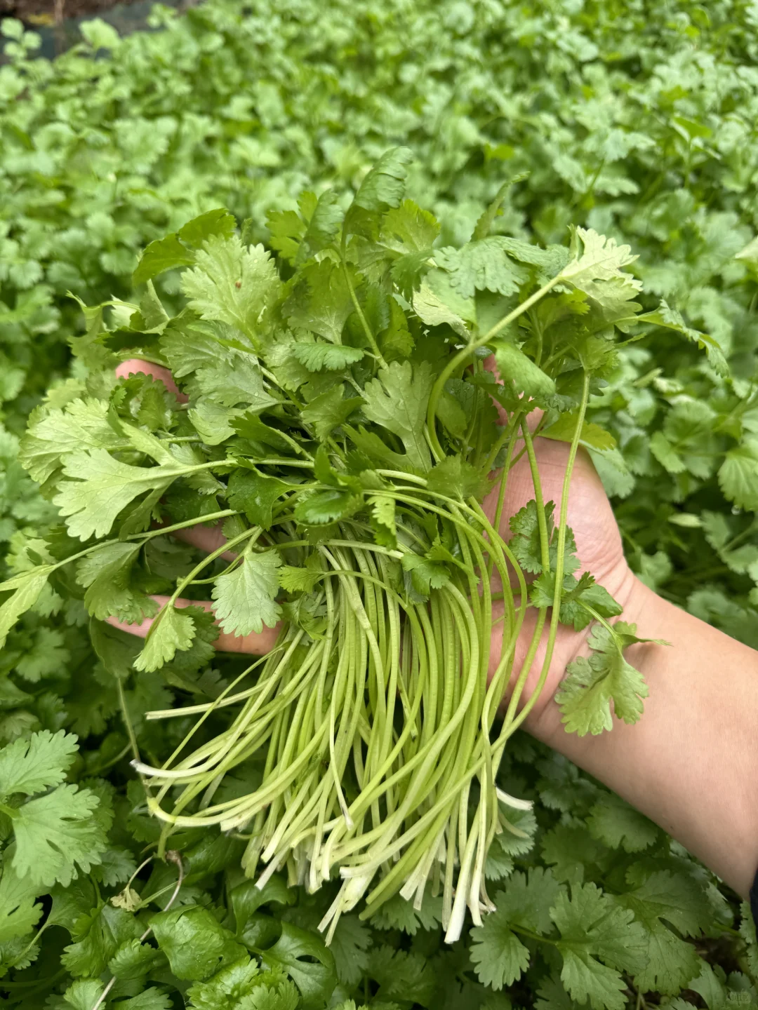 ?冬日农场蔬菜合集来啦！