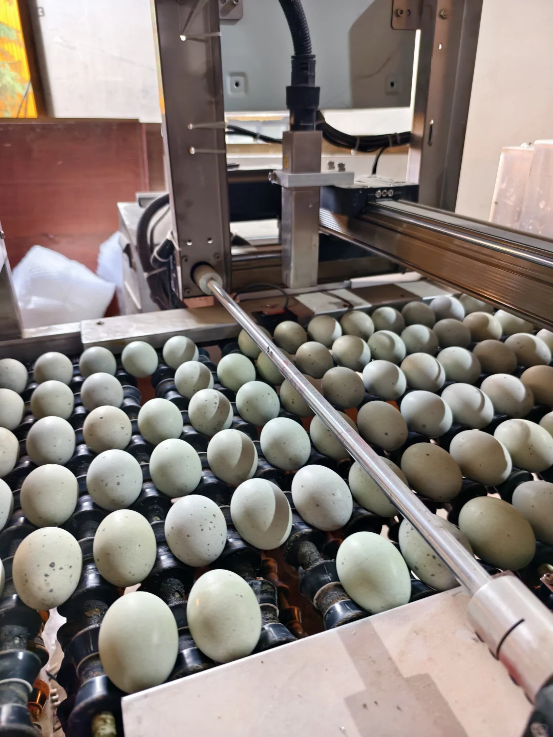 探访团林大型禽蛋工厂——碧珠牌禽蛋