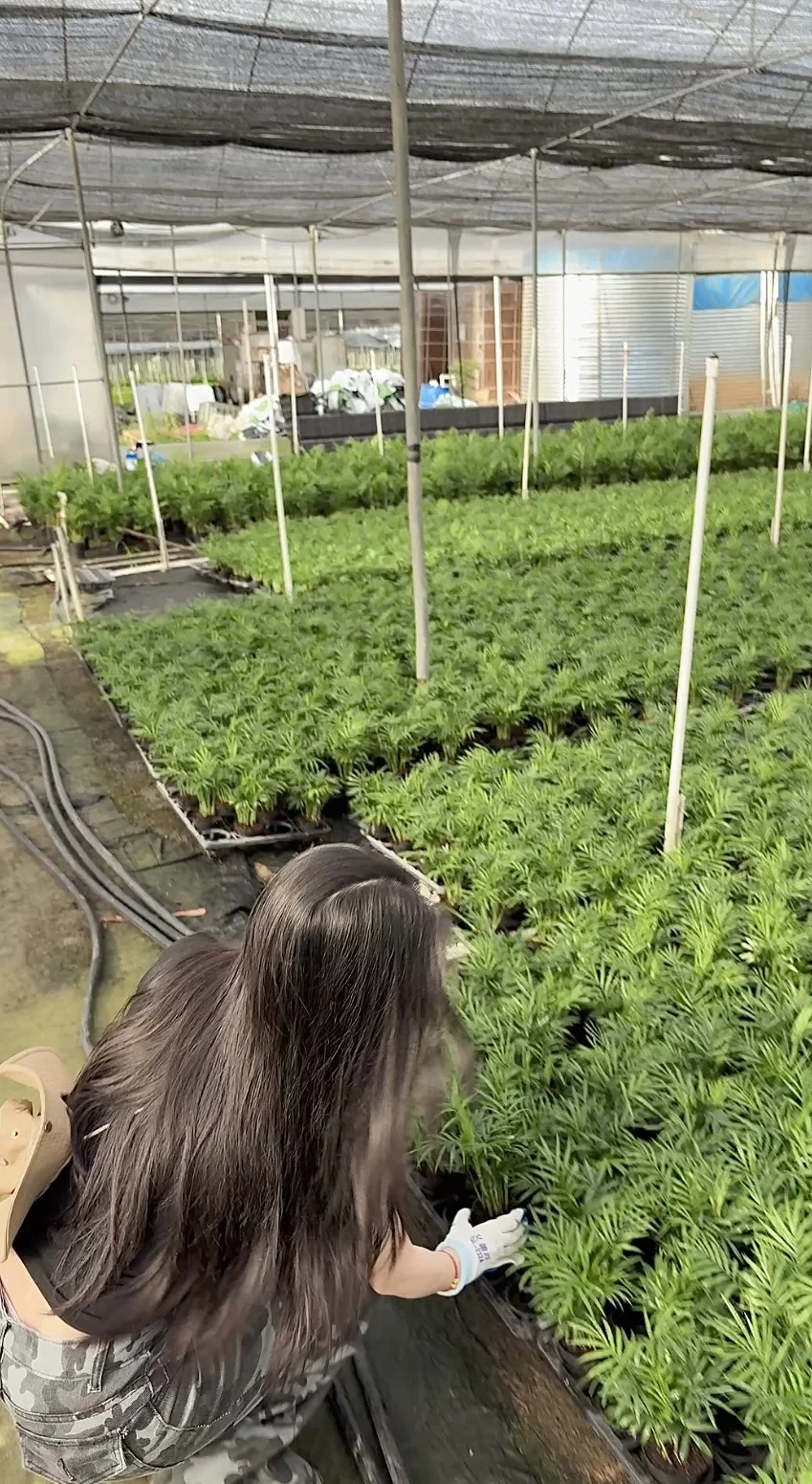 95后女大学生管理自家绿植的日常?