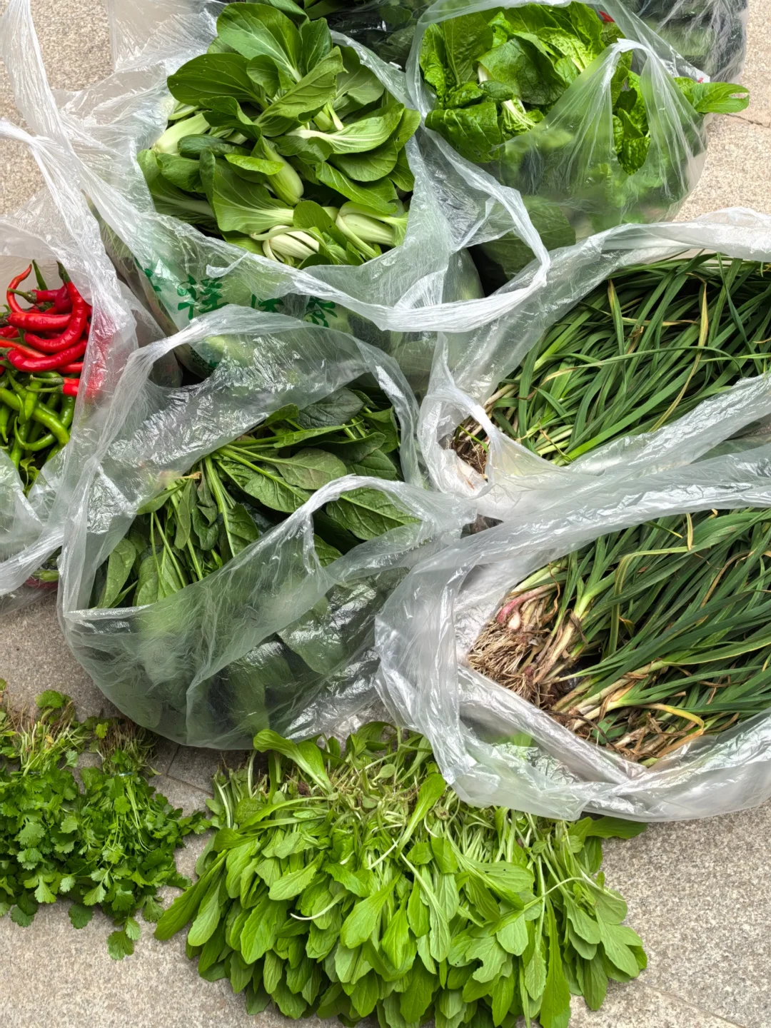 我妈当我来进货呢，?收货新鲜的蔬菜！