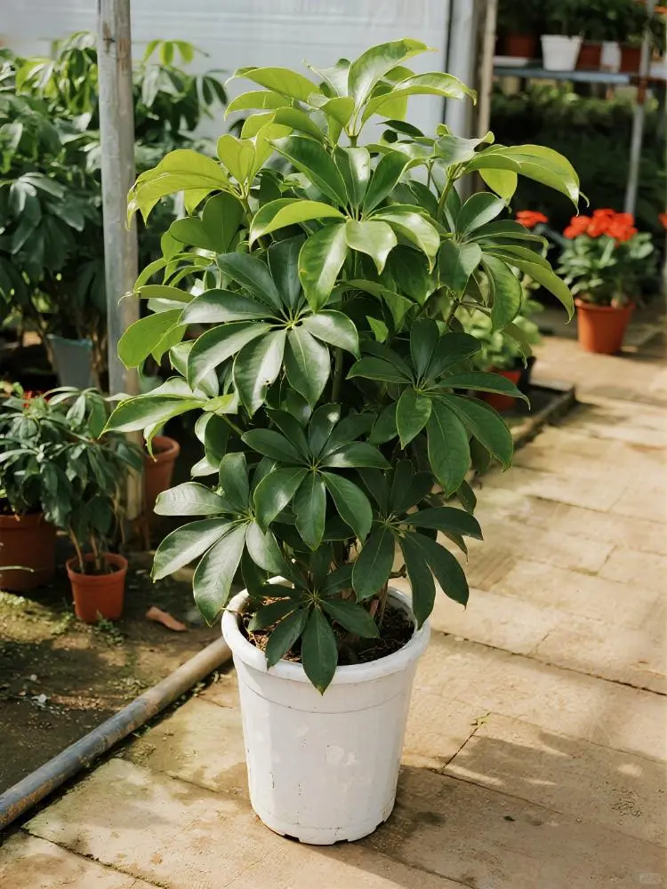 养了6年的鸭掌木,终于被我养明白了!