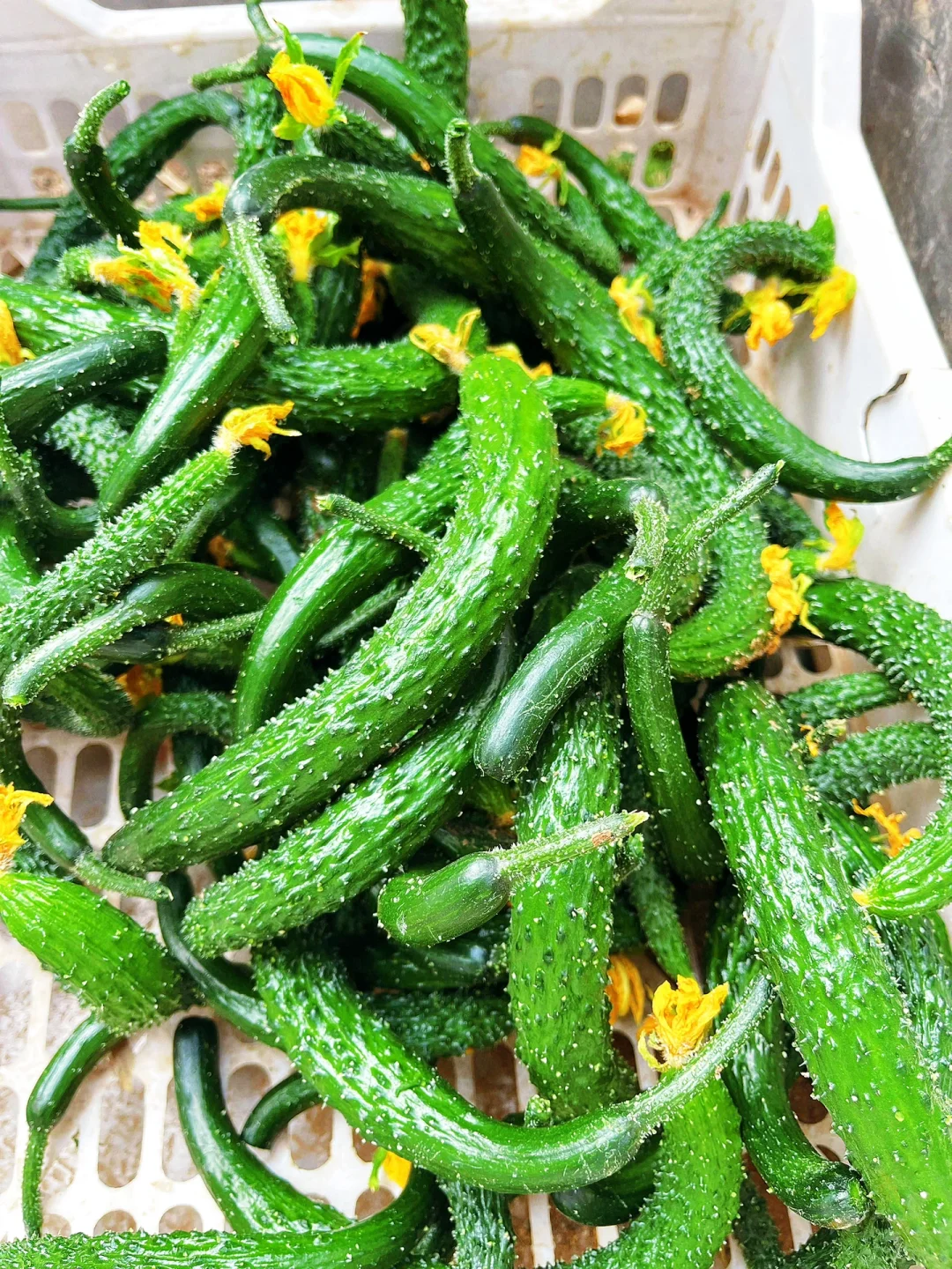 饭店老板的救星⭐蔬菜批发商的日常