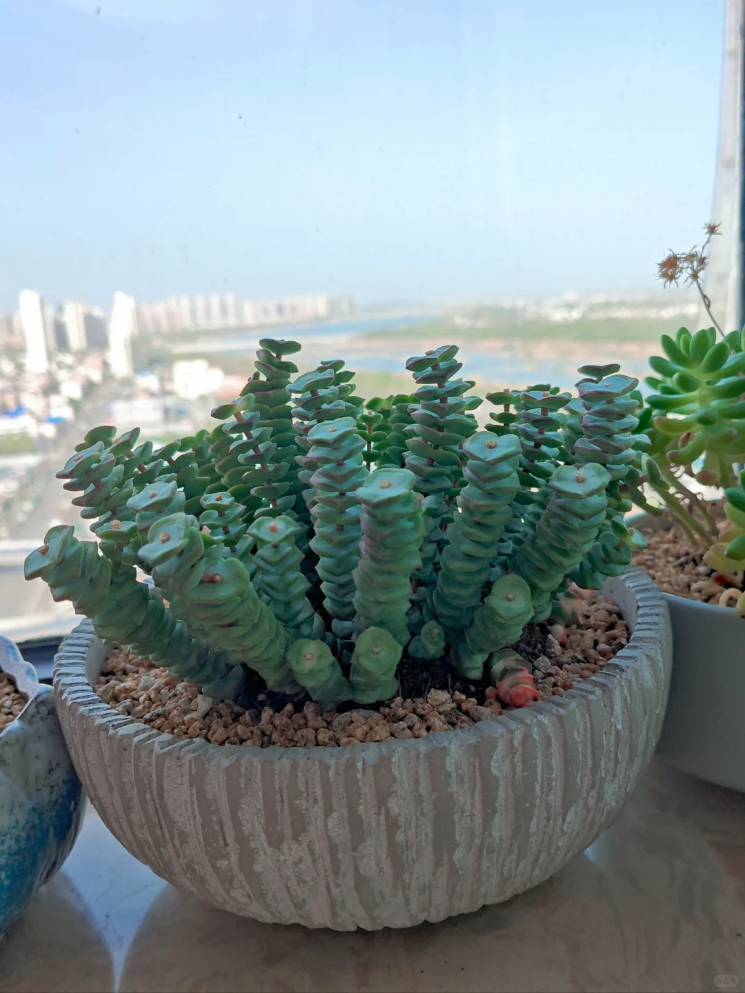 男生喜欢养多肉正常嘛