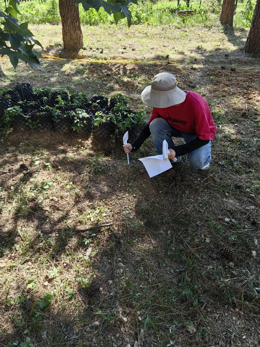 林下经济:宝藏就在树下财富与生态共赢