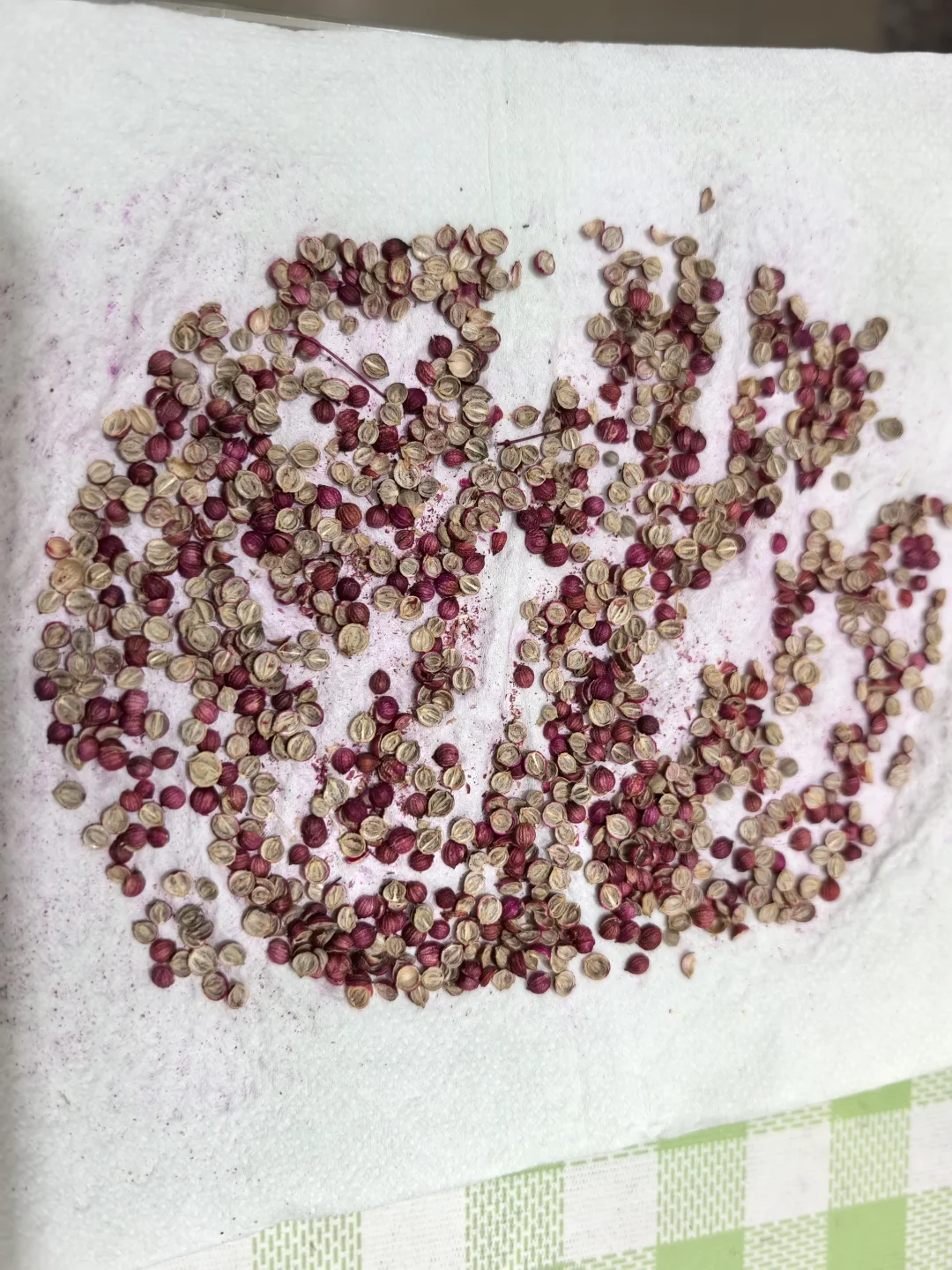 别天天说回农村，那你认识这是什么种子吗？