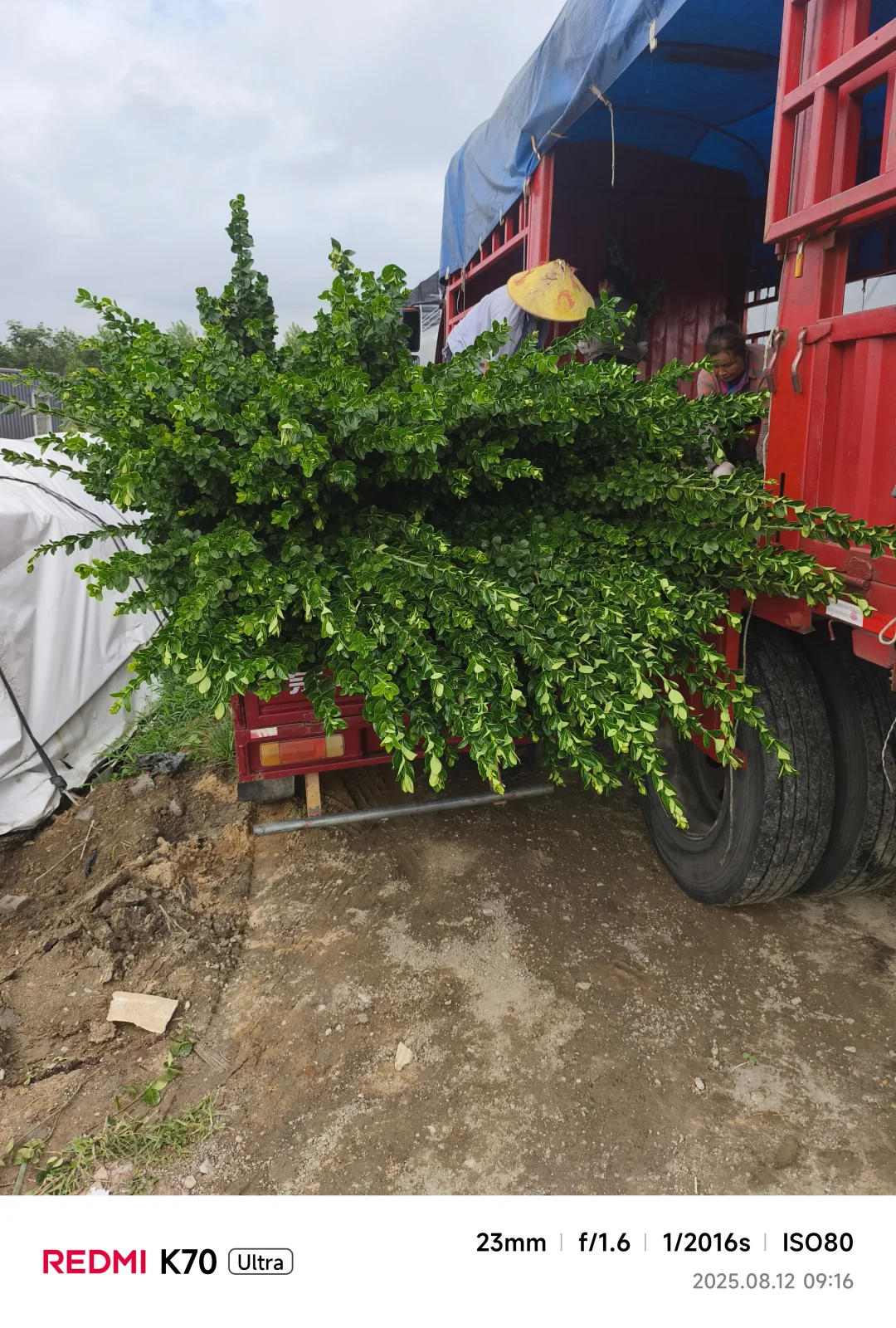 十万棵北海道黄杨装车，今天四车