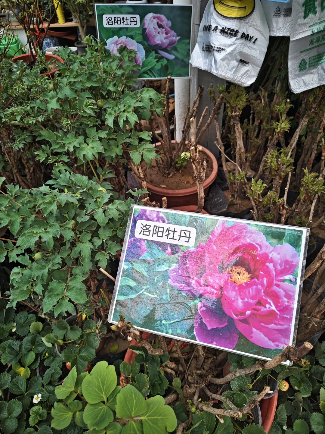 银川需要种树的小伙伴们看过来