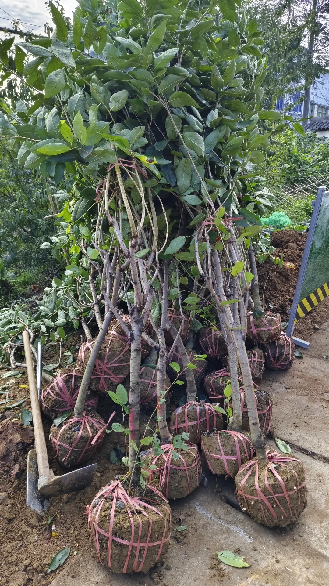 成都龙泉驿区果树苗基地