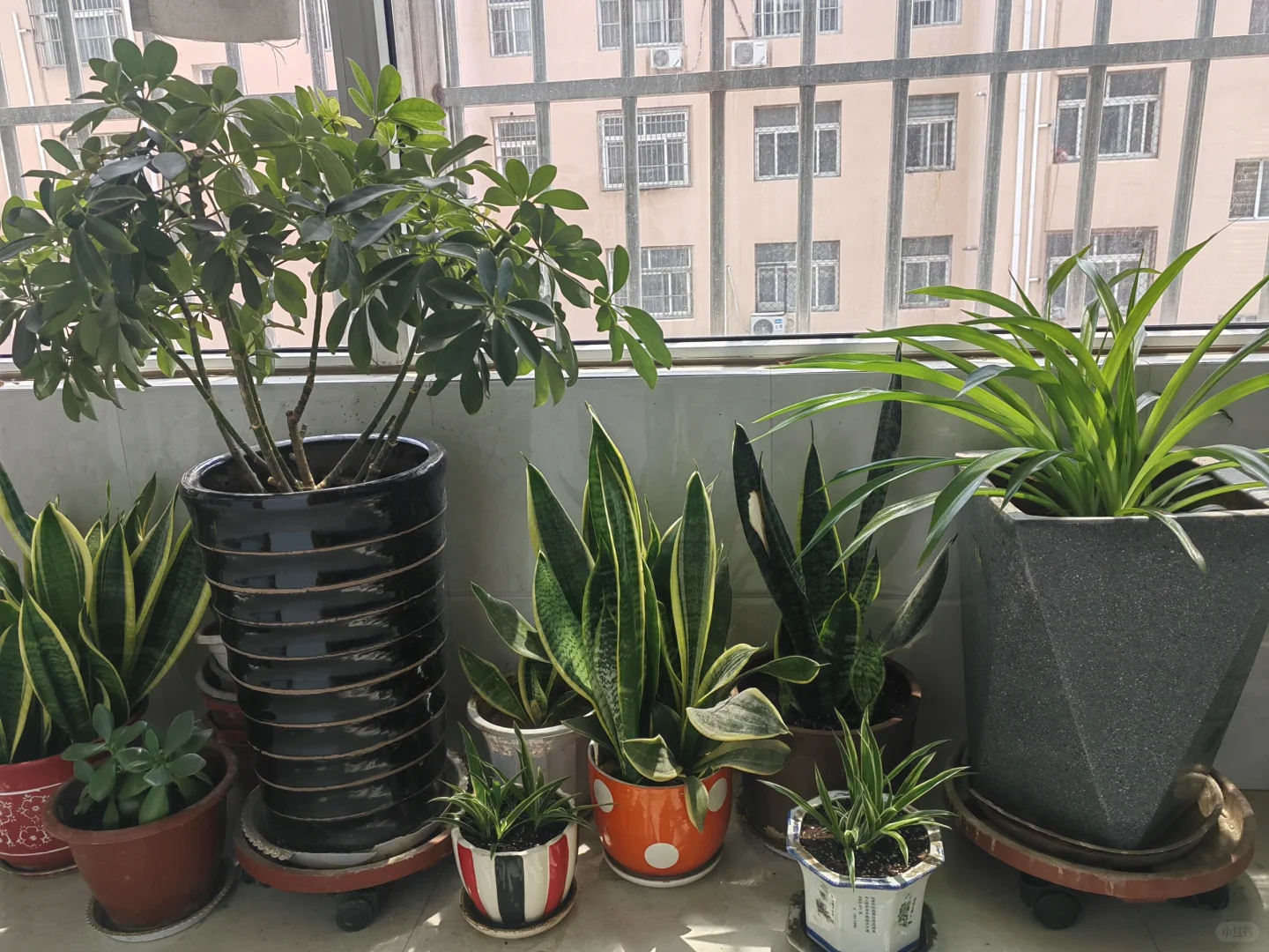 钟爱阳台的花花草草！