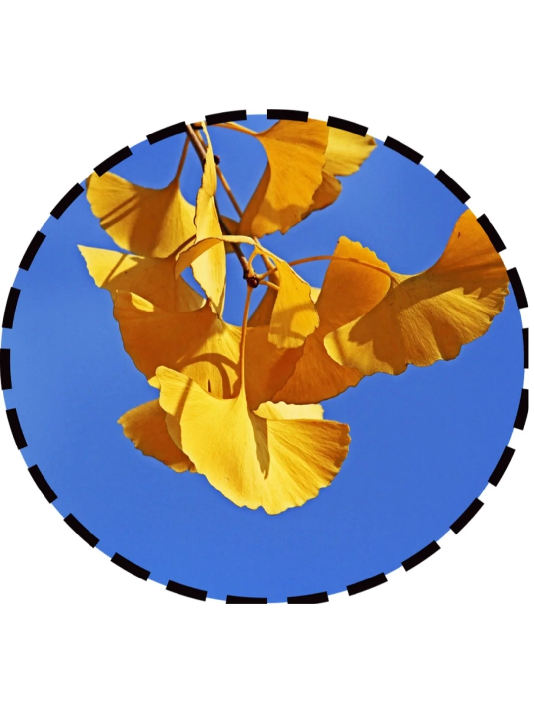 ?幼儿园秋天主题环创，?可直接打印！