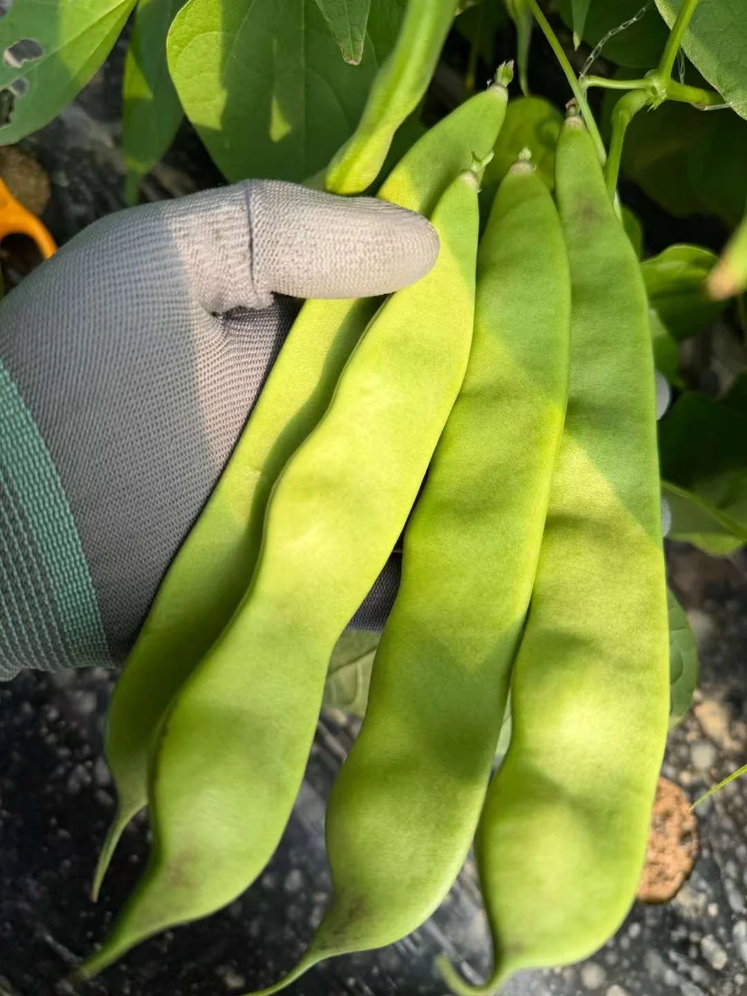 在韩种植的豆角，自己的大棚，保质保量