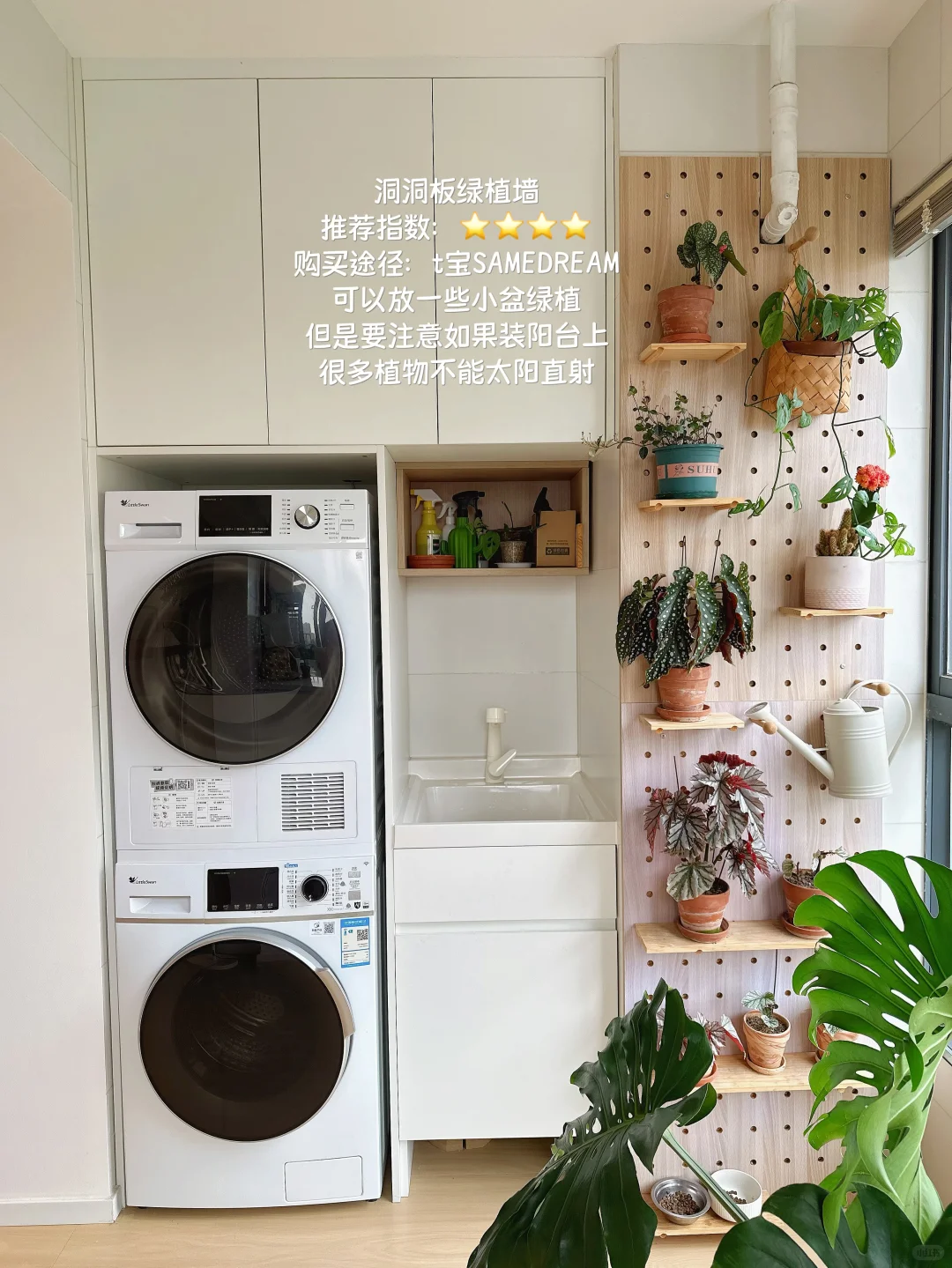 原木风小家入住一年，分享家里的一些植物