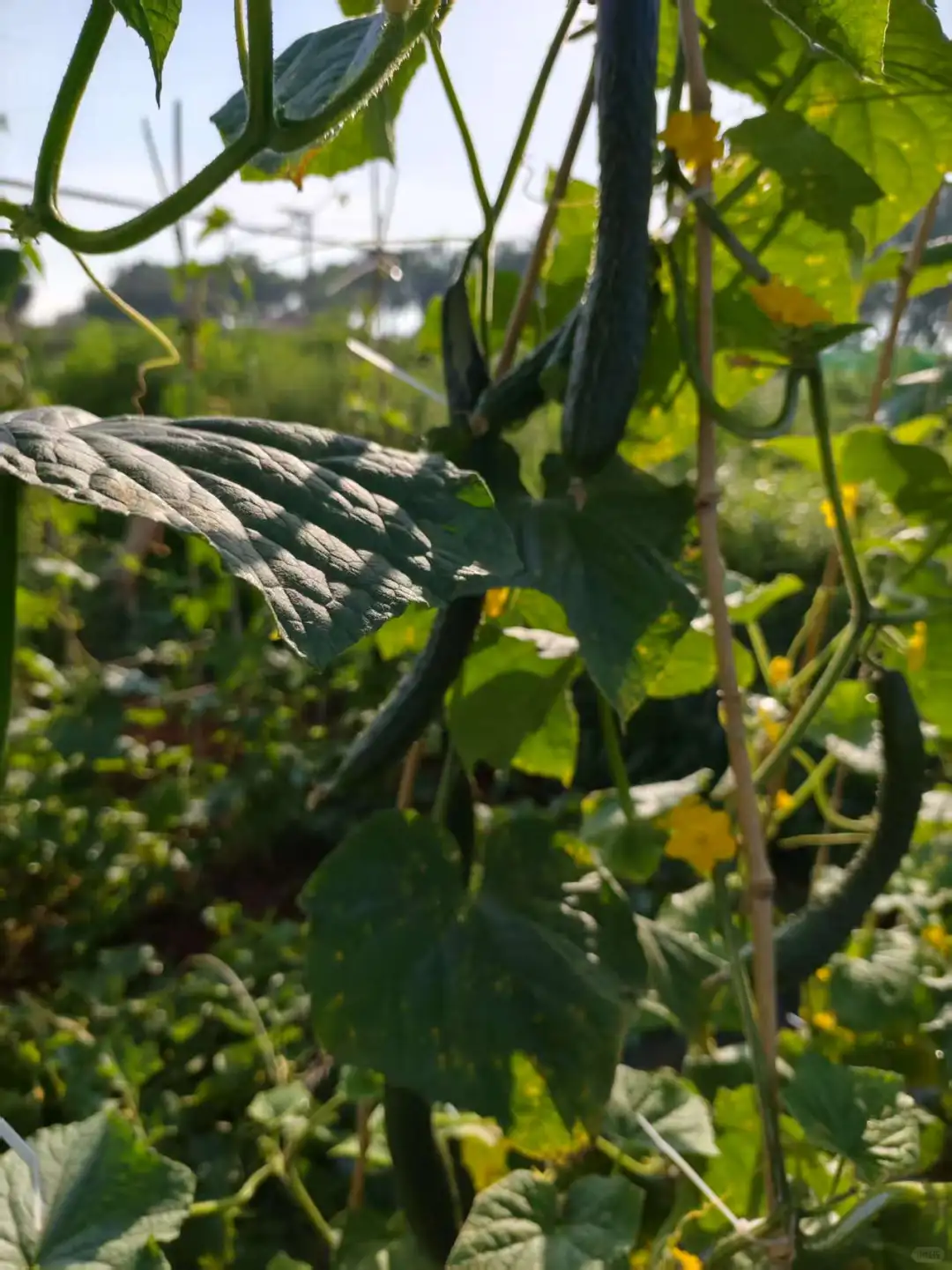 春季的播种迎来了夏季的丰收，自给自足真好