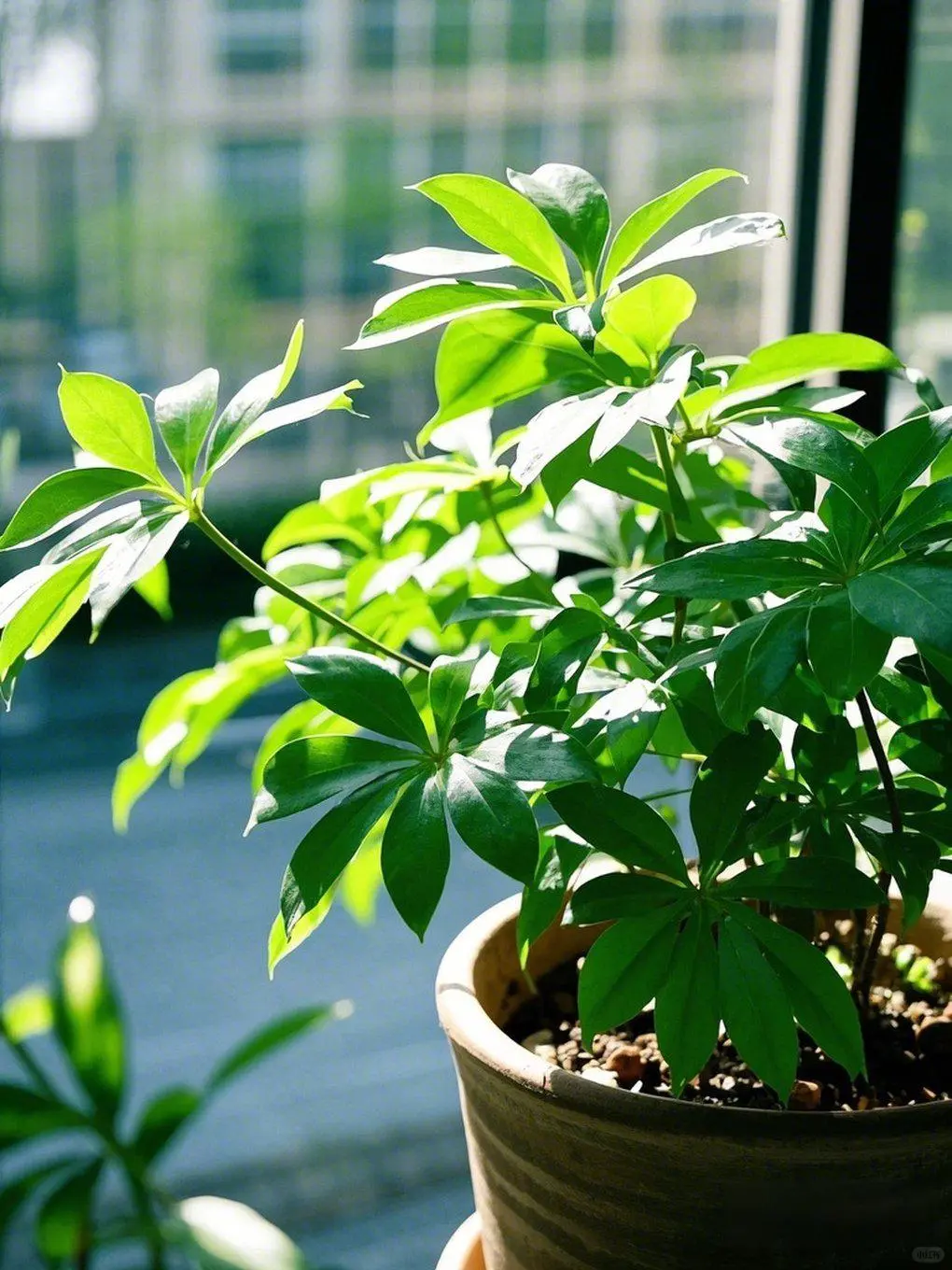 养了6年的鸭掌木,终于被我养明白了!