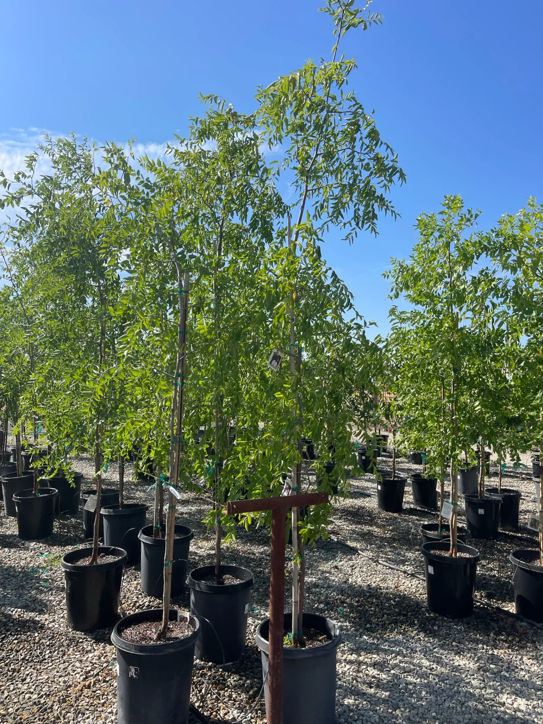 线上下单?足不出户?送树上门????