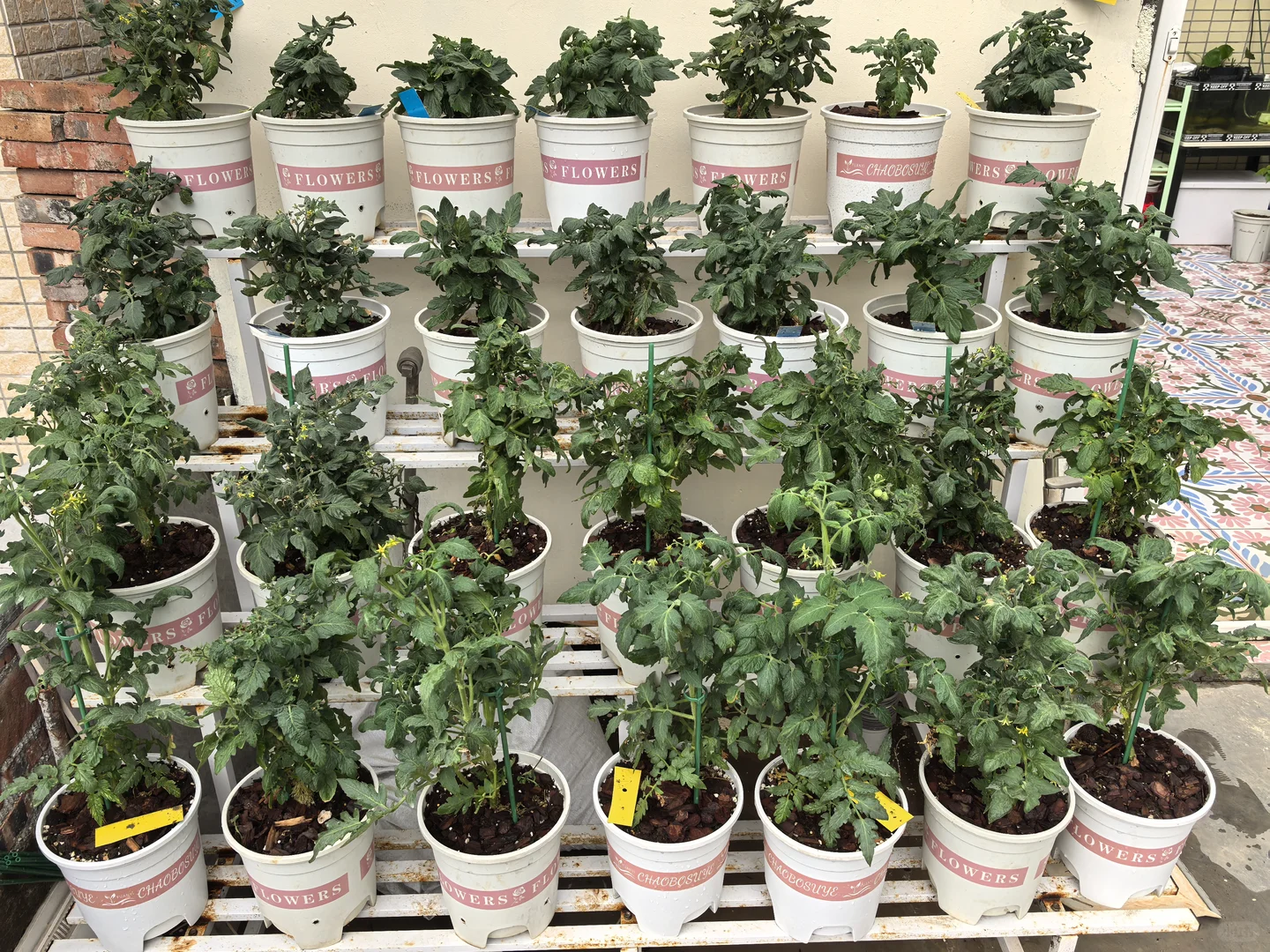 家庭花草种植交流