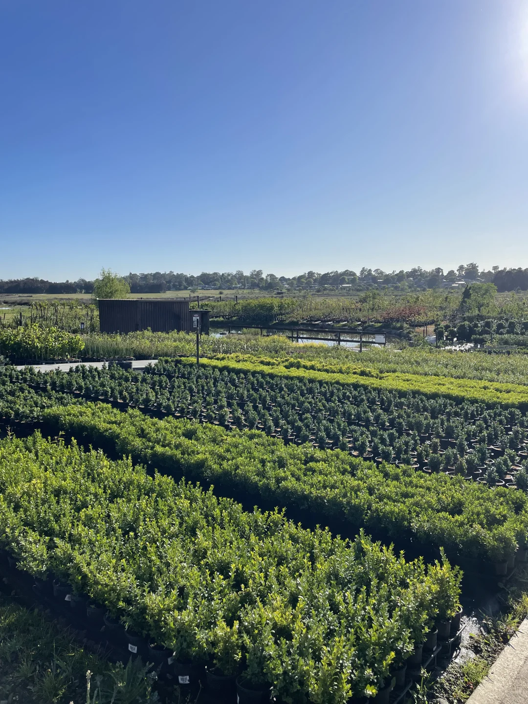 悉尼华人苗圃Camden Nurseries