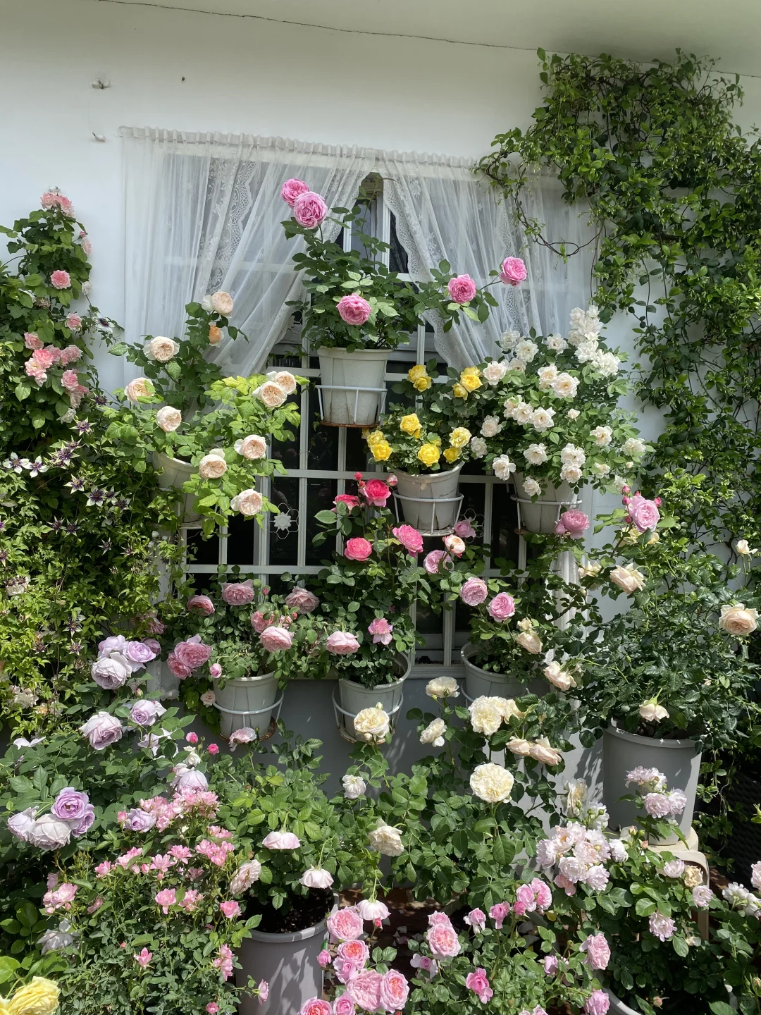 分享一下自己的月季养护经验