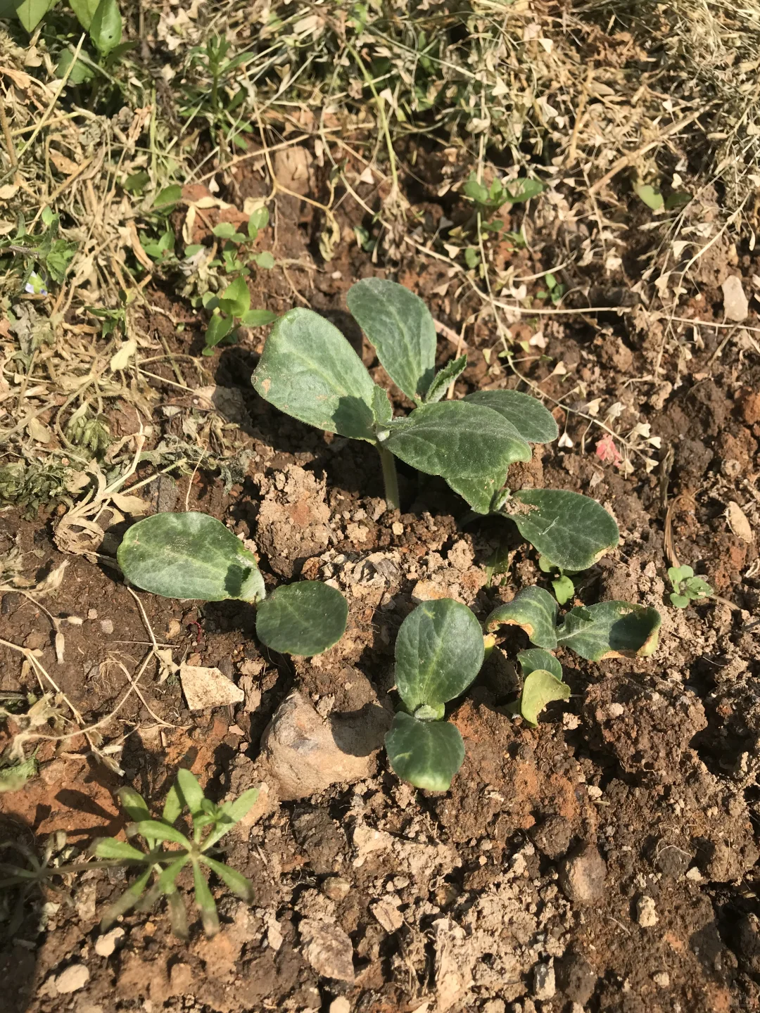 春季种菜的快乐