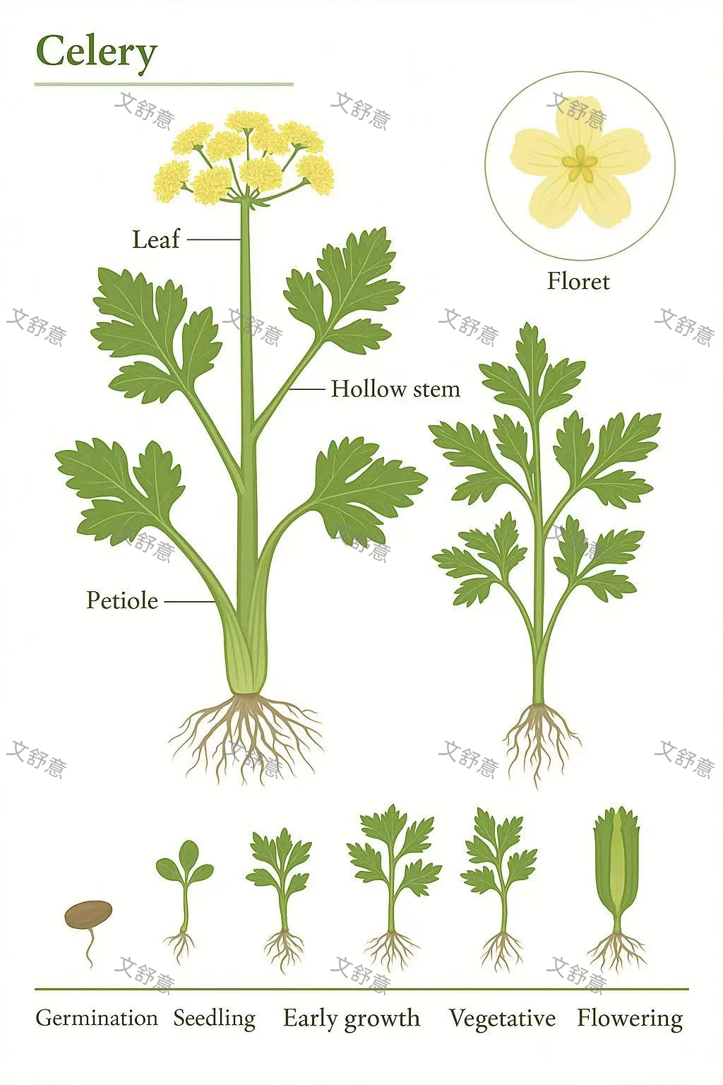 ?蔬菜成长| 辣椒、胡萝卜、萝卜、芹菜