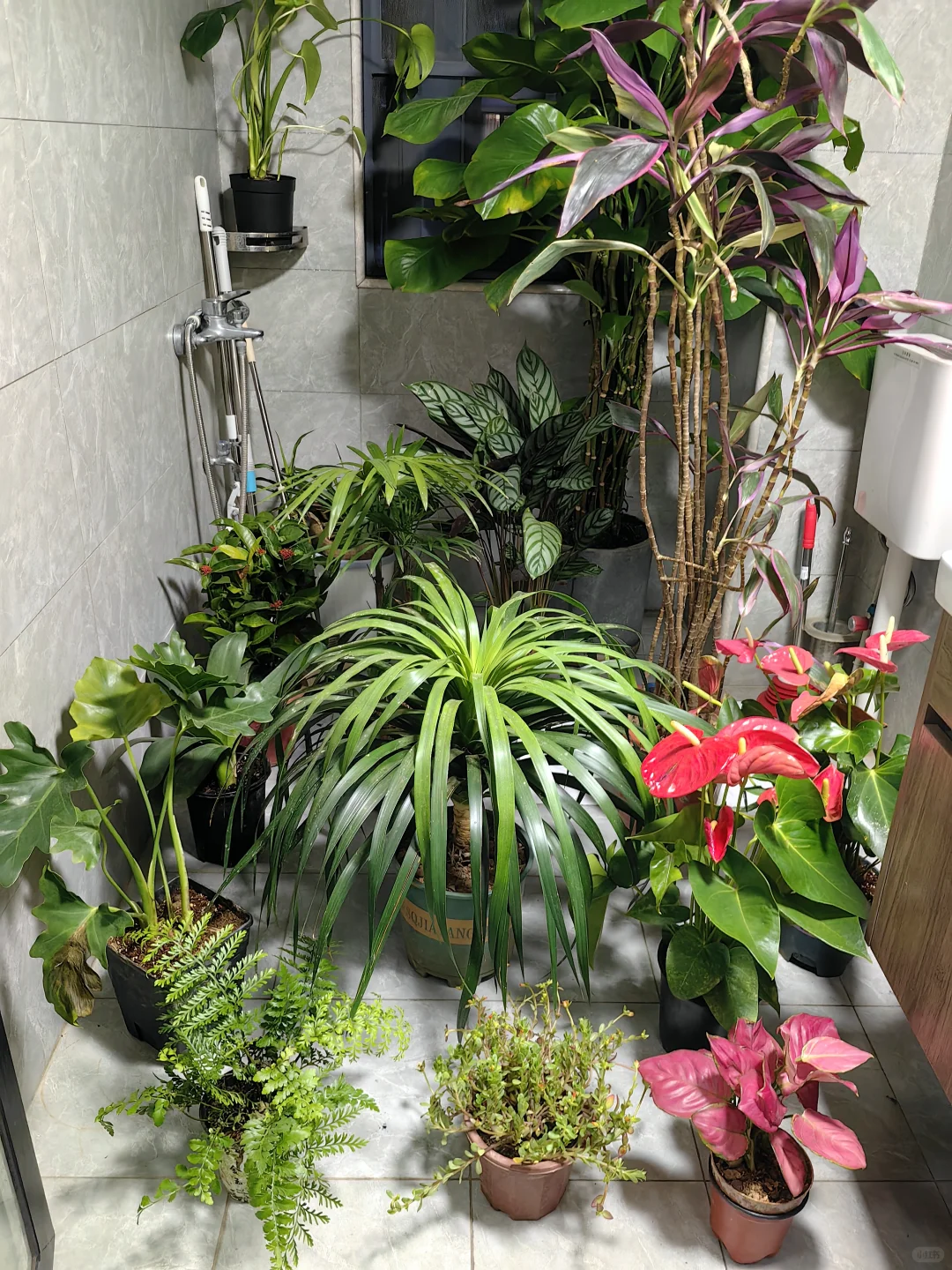 五十三块钱淘来的一堆绿植，也没有谁了吧！