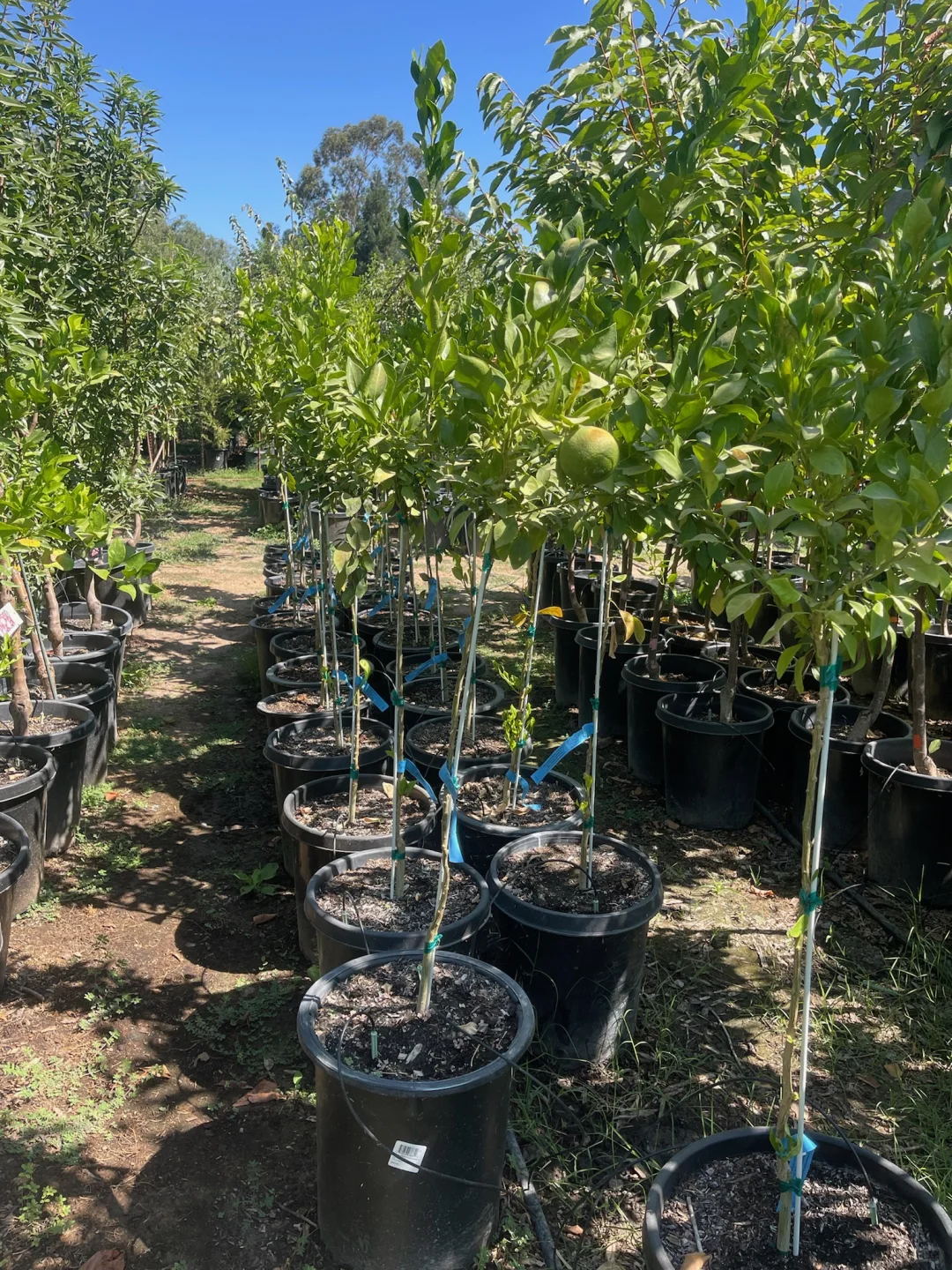 线上下单?足不出户?送树上门????