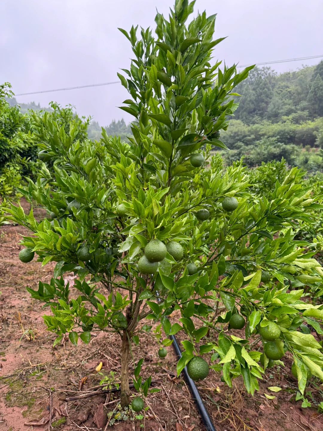 有没有人找我买果苗的呀，性价比杠杠的