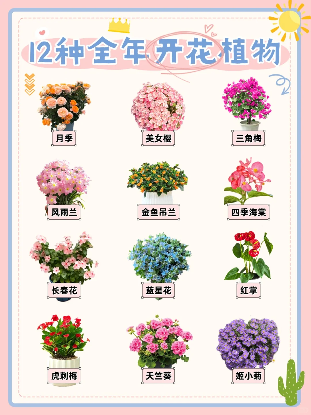 推荐12种全年开花植物?懒人收藏‼️