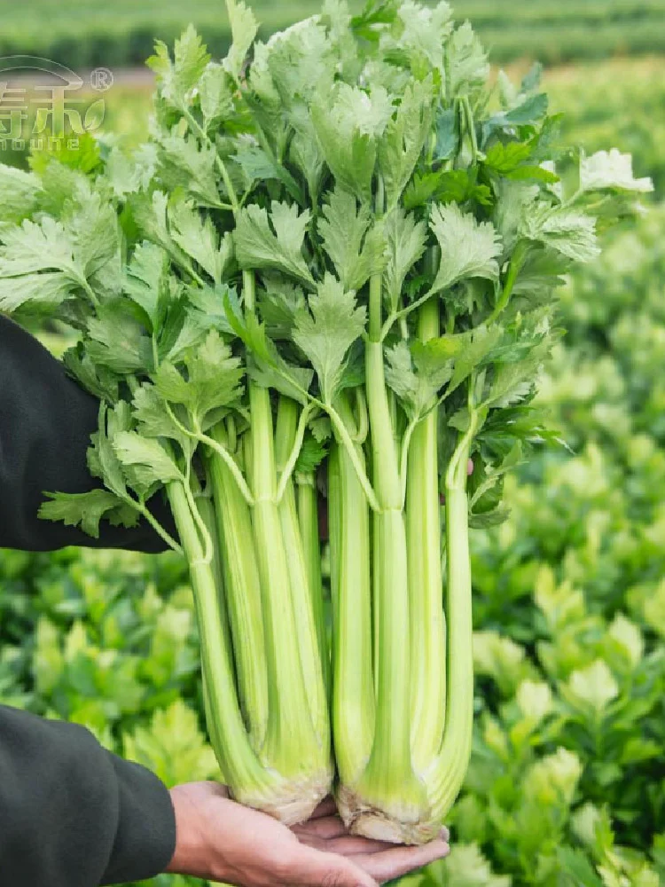 做好保温措施，12月份还能种这5种蔬菜