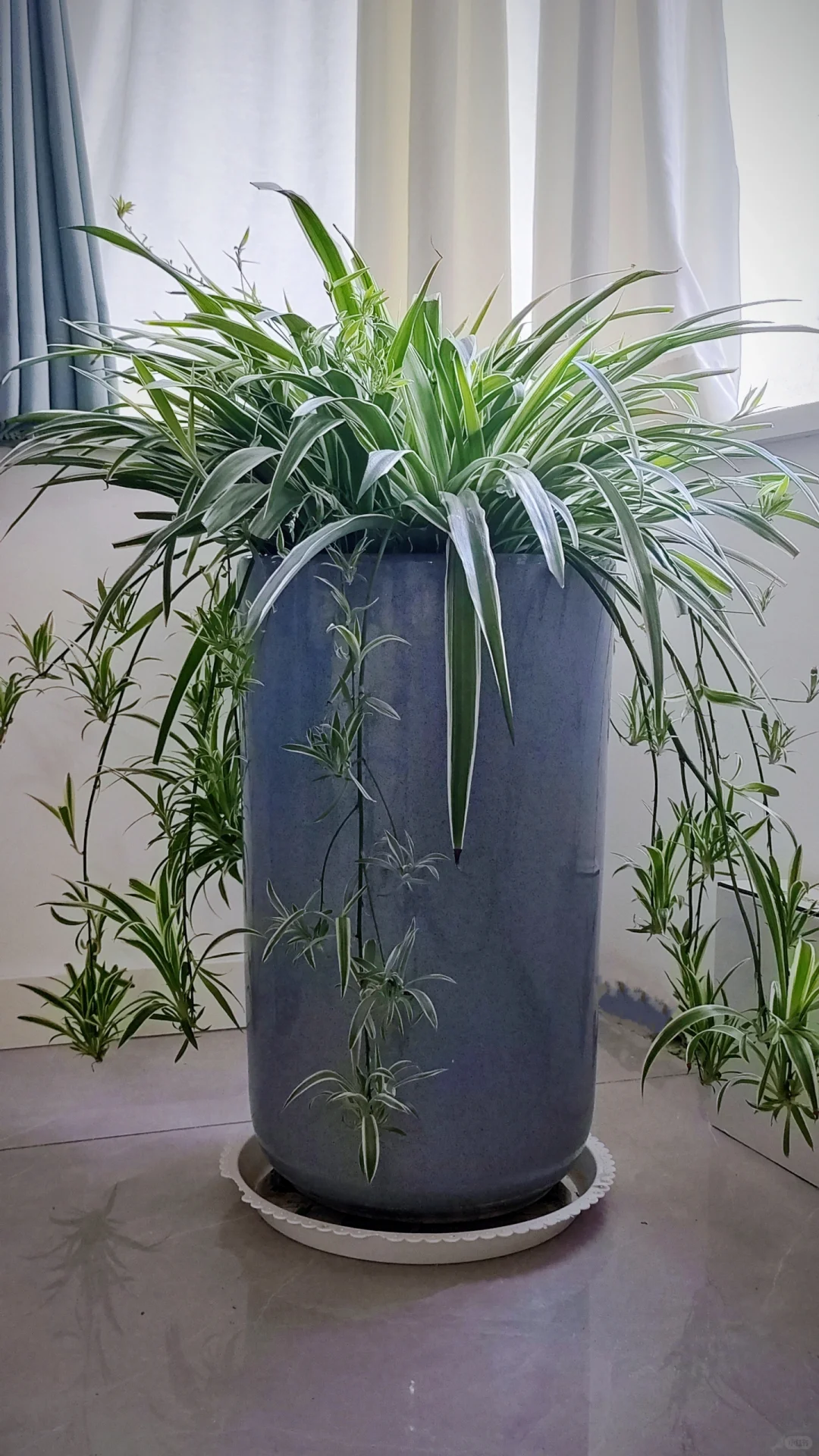 被问好多次的高盆兰草，长大了