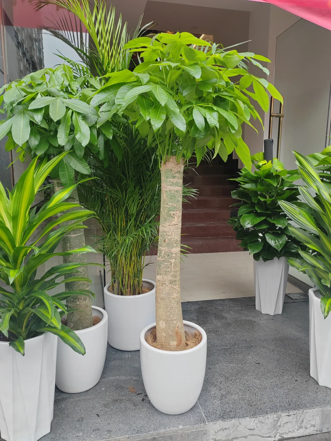 惊呆了！这一堆植物，一天才几块钱