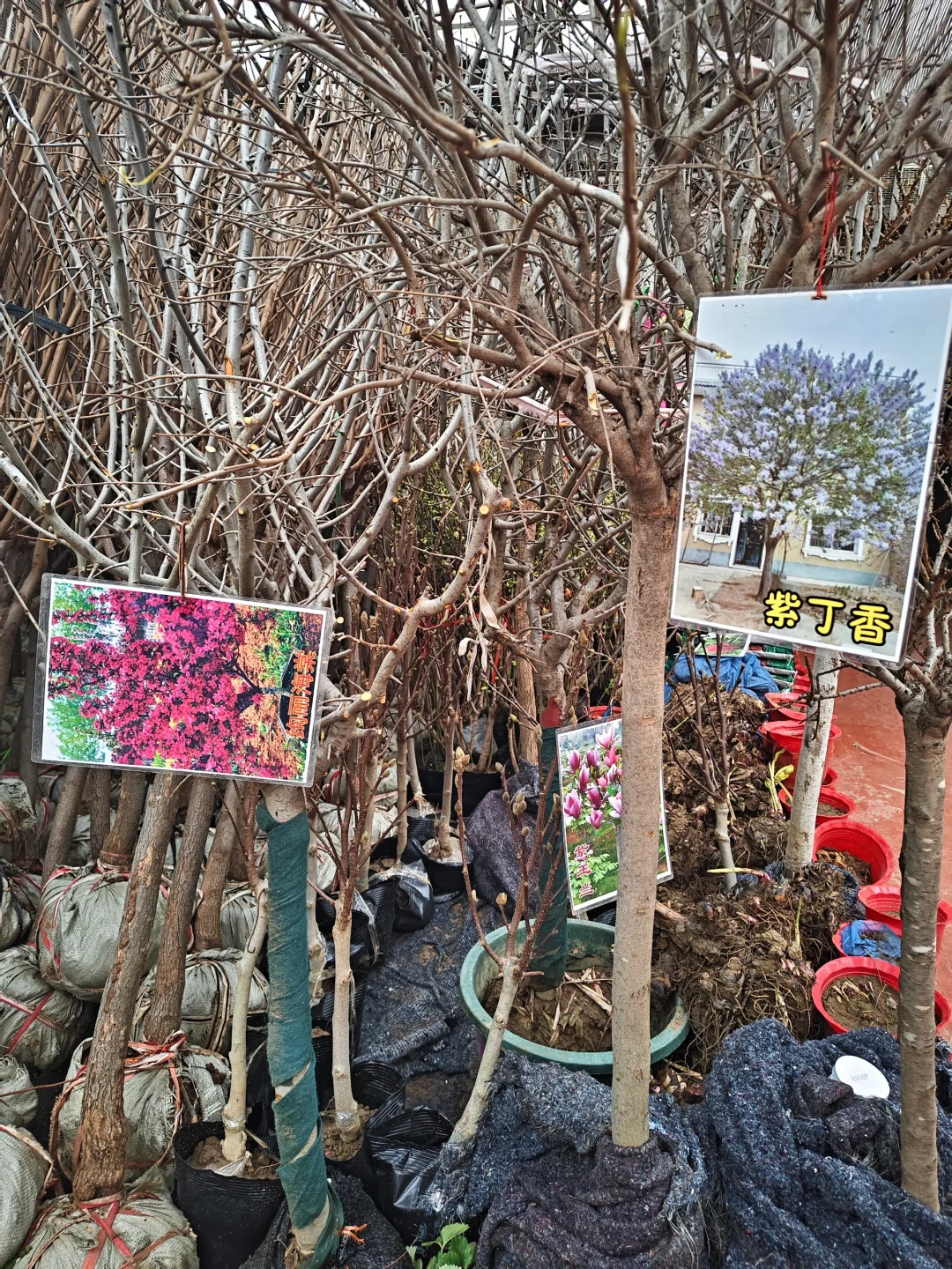 银川需要种树的小伙伴们看过来