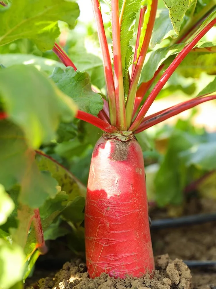 2月种菜黄金期，全品类蔬菜种植指南来啦