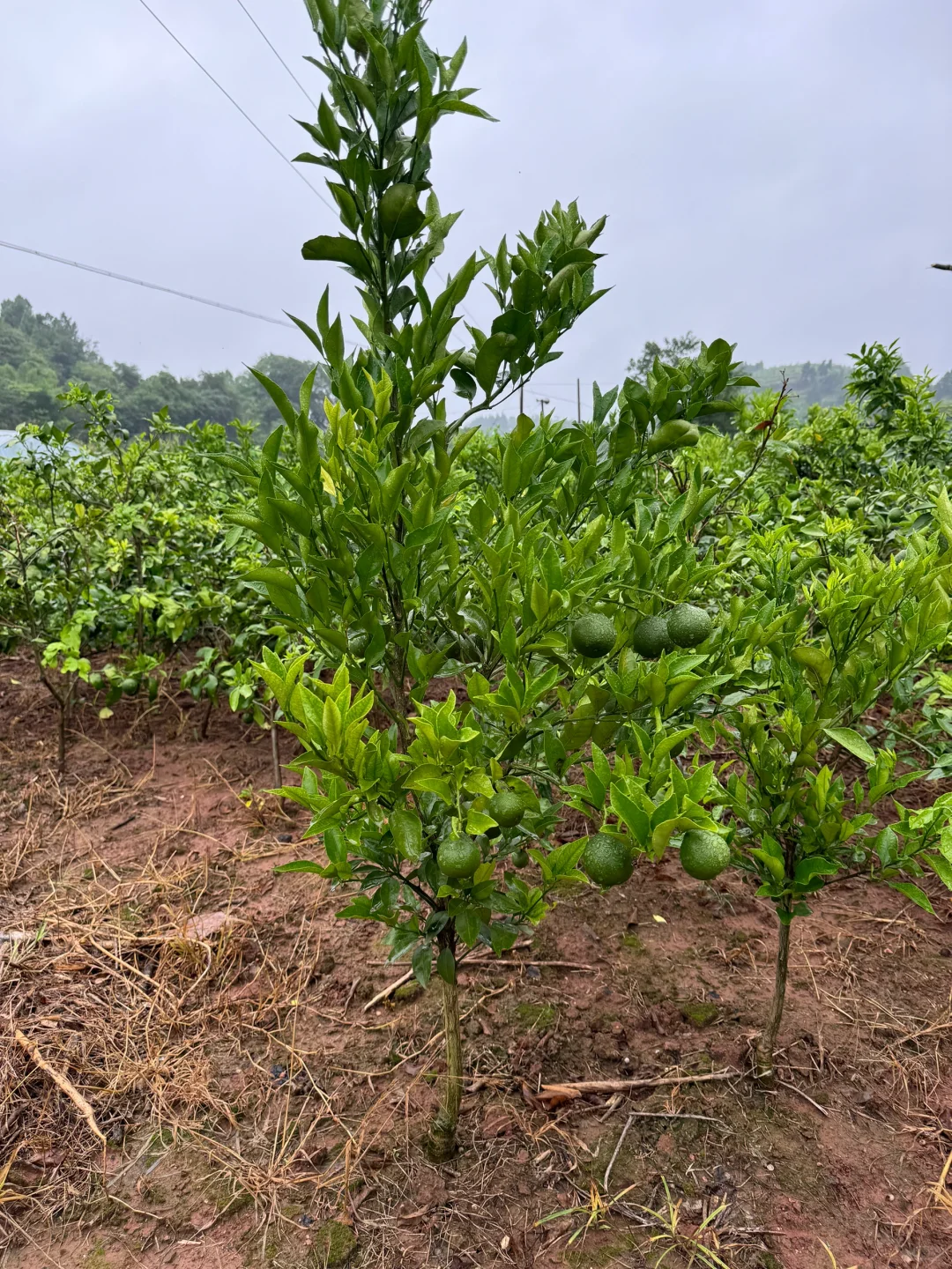 有没有人找我买果苗的呀，性价比杠杠的
