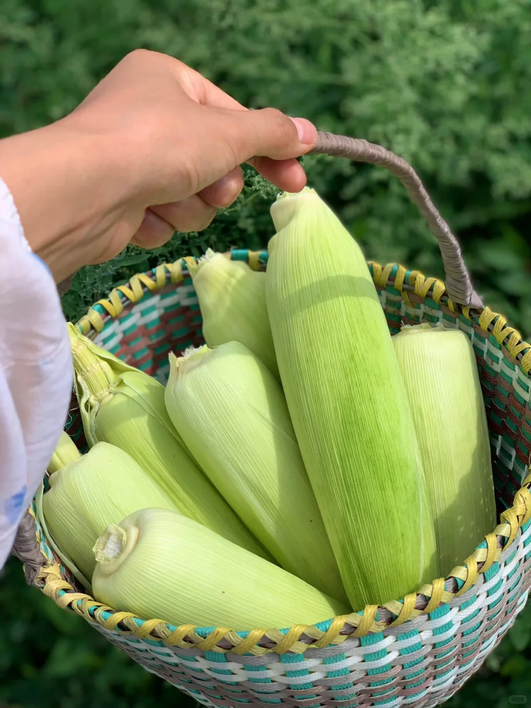 回村吃新鲜果蔬吧