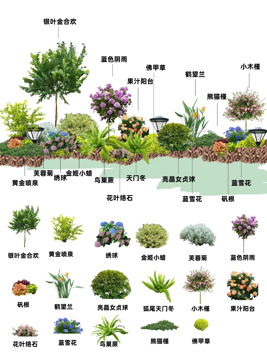 好养活低成本花境~附植物清单