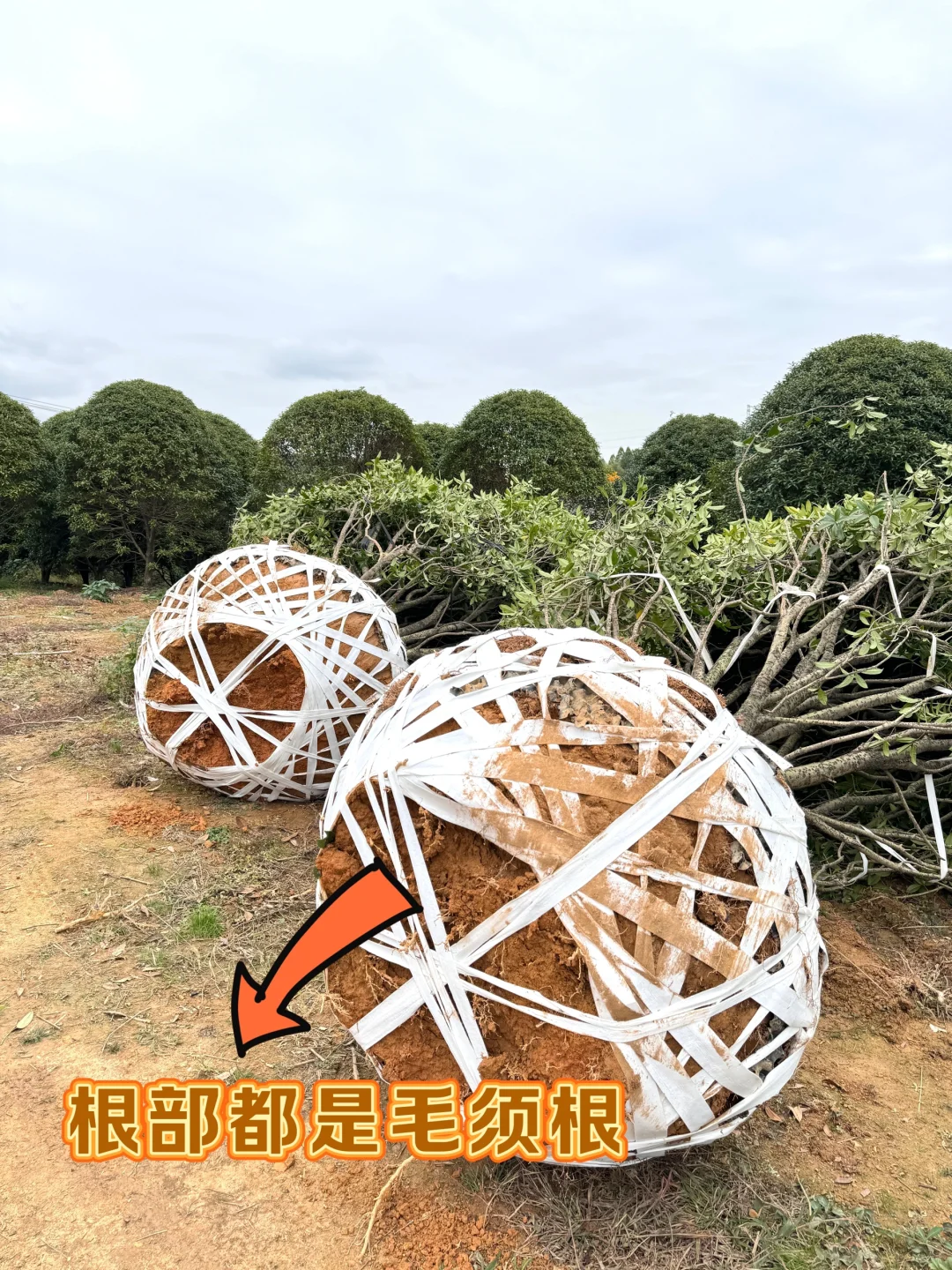 今天两大车桂花发往杭州??