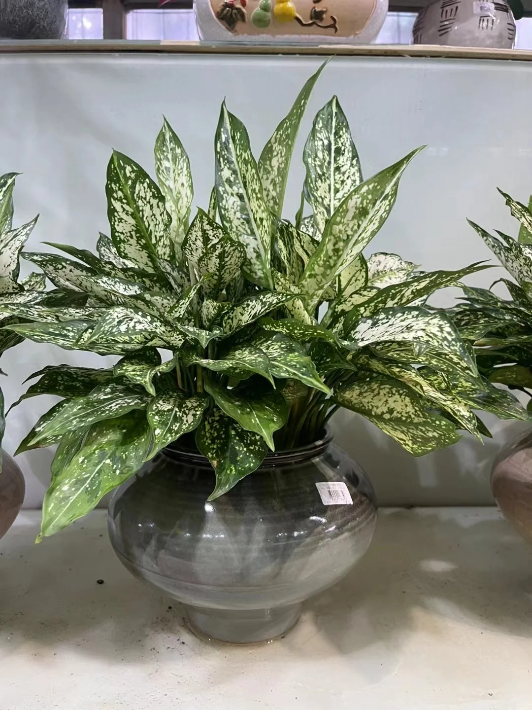 深圳绿植租买，批发，同城免费送货上门