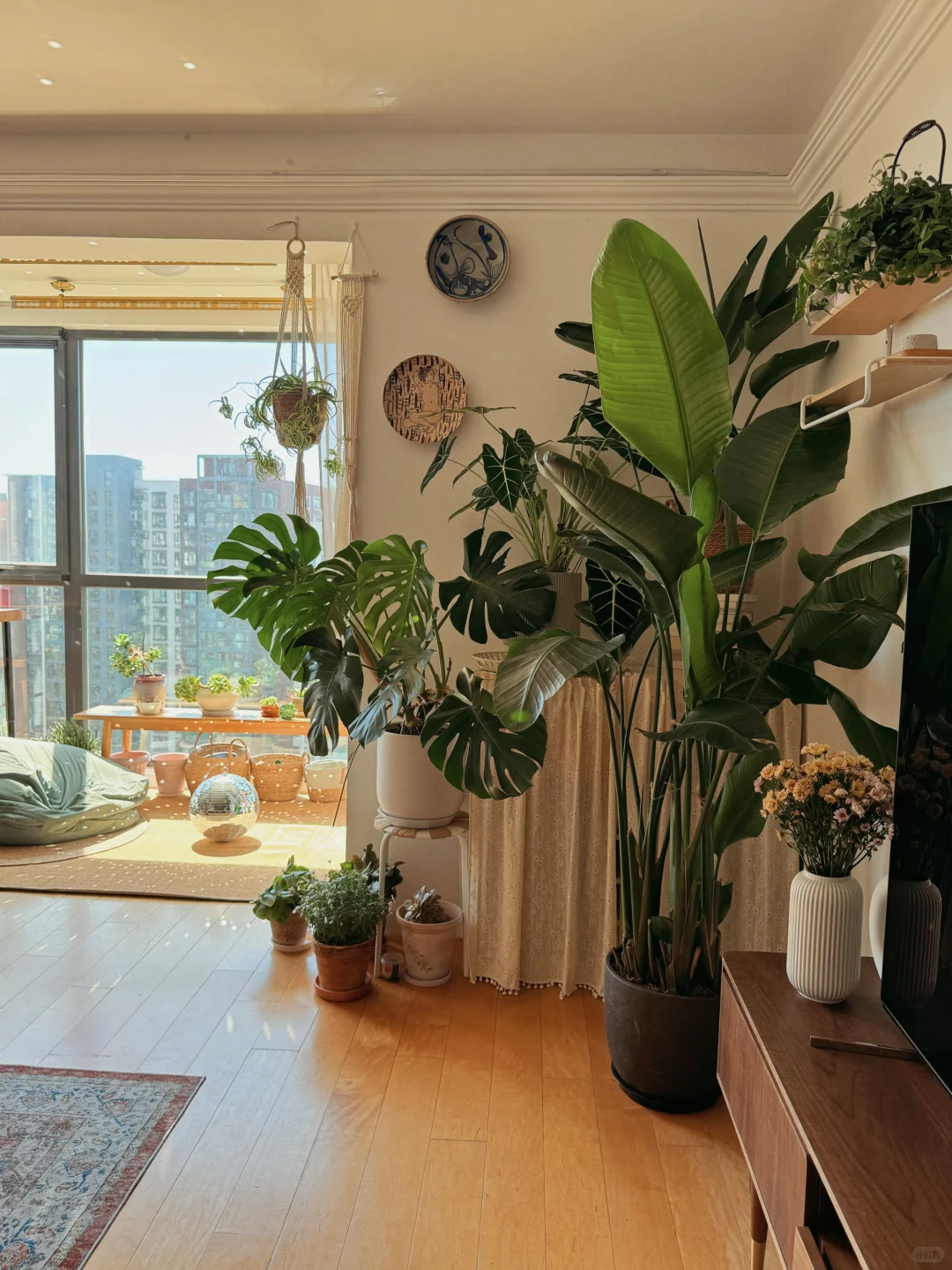 ⸝⸝꙳?i人用绿植爆改出租屋°.