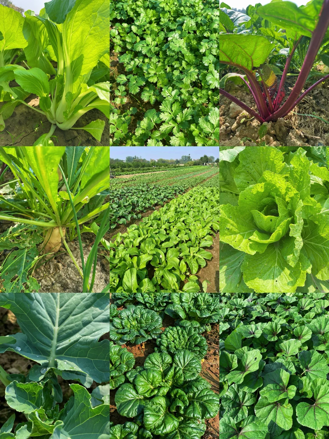 不仅是绿色的蔬菜，而且还是绿色蔬菜