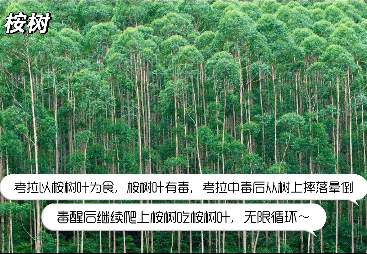 ?地理科普：澳大利亚古老植物?