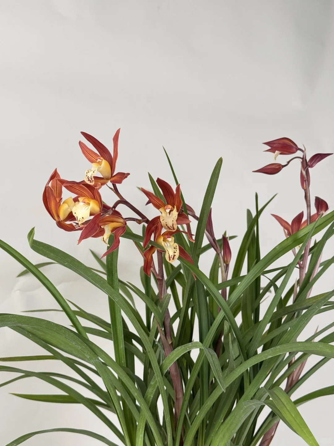 真的被这个兰花惊艳到了～～