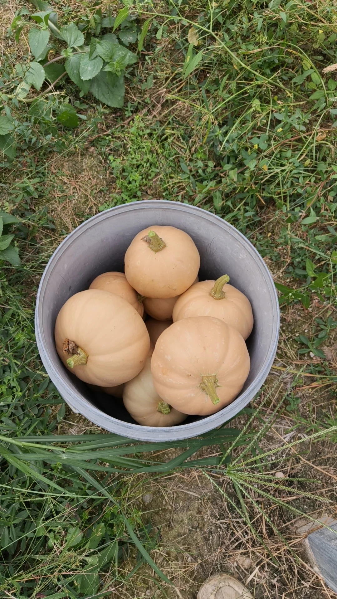 朝阳行业?我的新农人日记✨