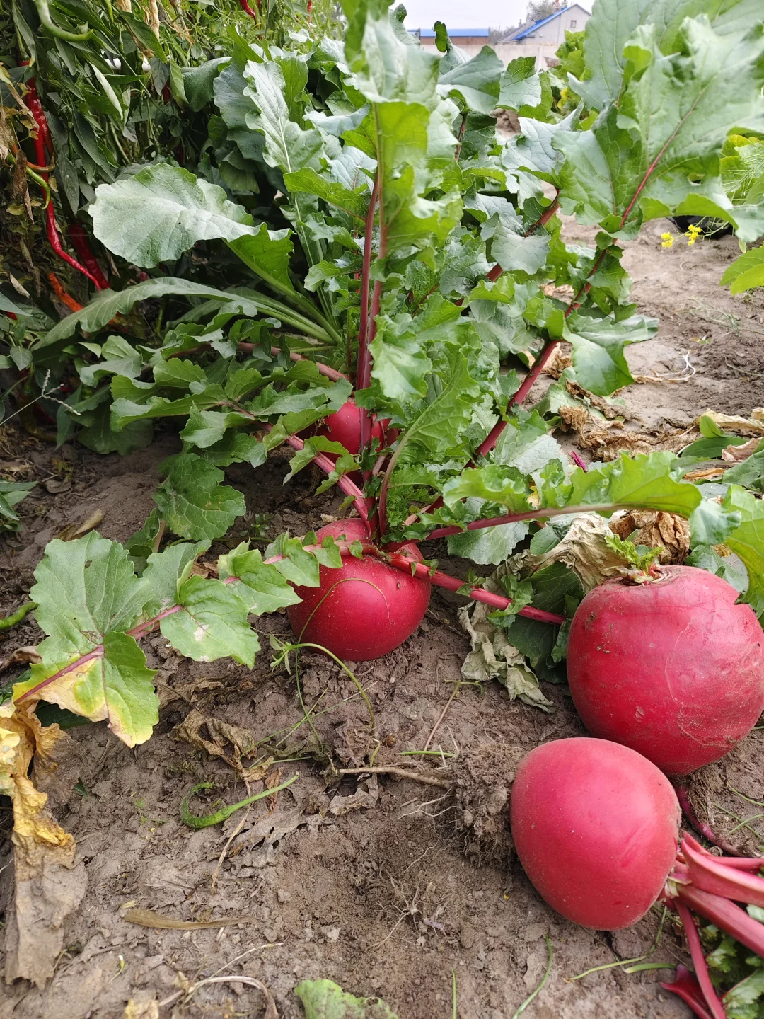 东北农家菜园秋收2️⃣萝卜