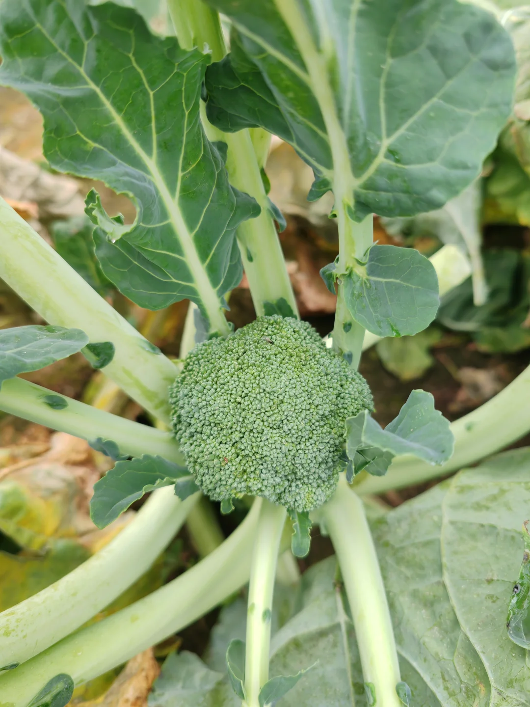 打野之新鲜免费的西兰花?