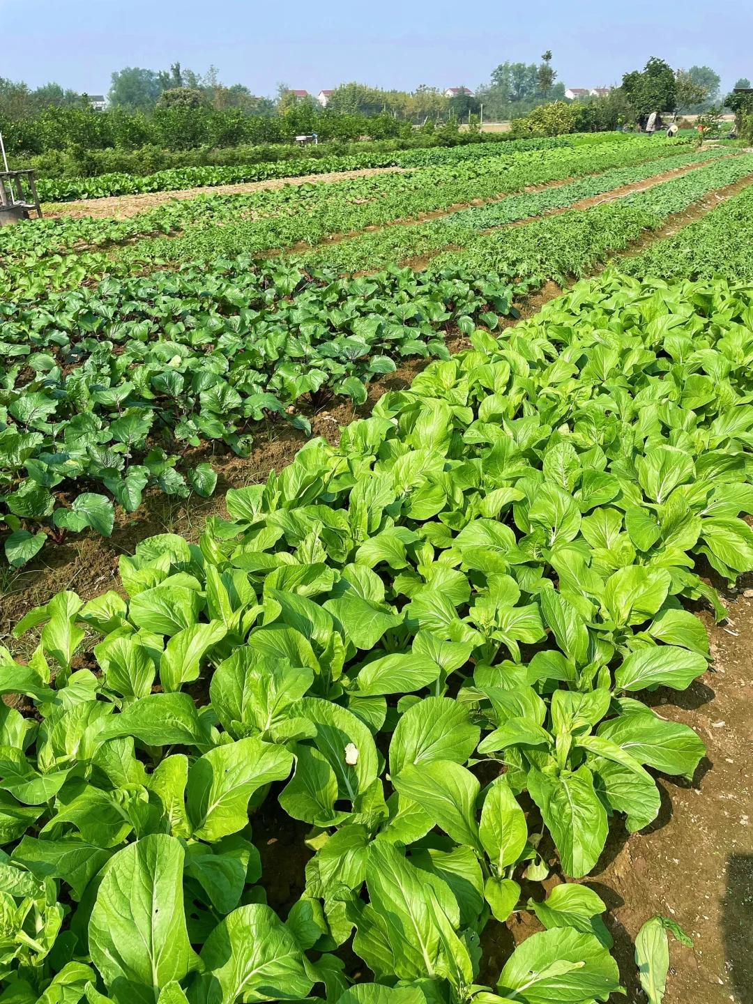 不仅是绿色的蔬菜，而且还是绿色蔬菜