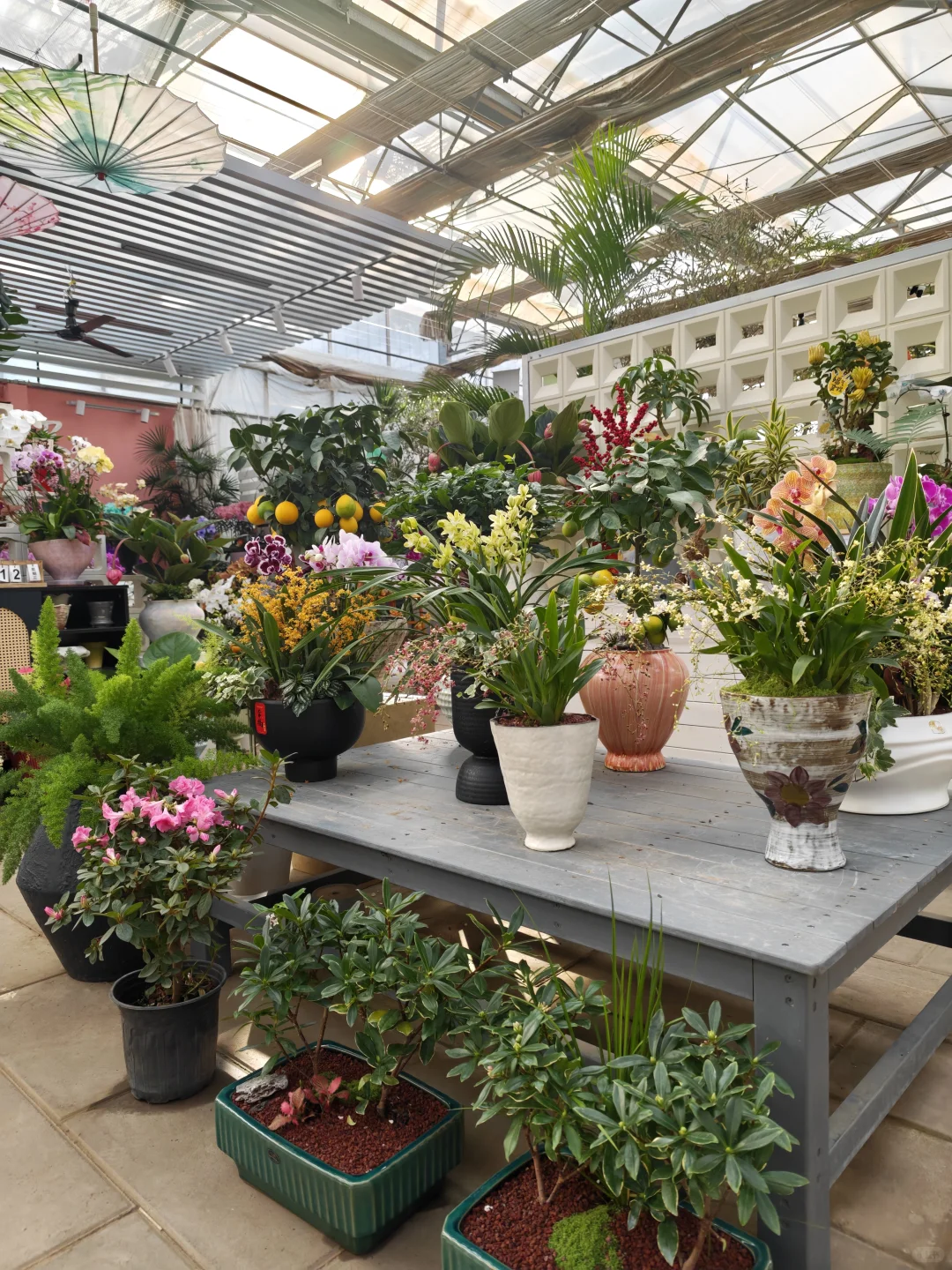 泰安人自己的花鸟市场