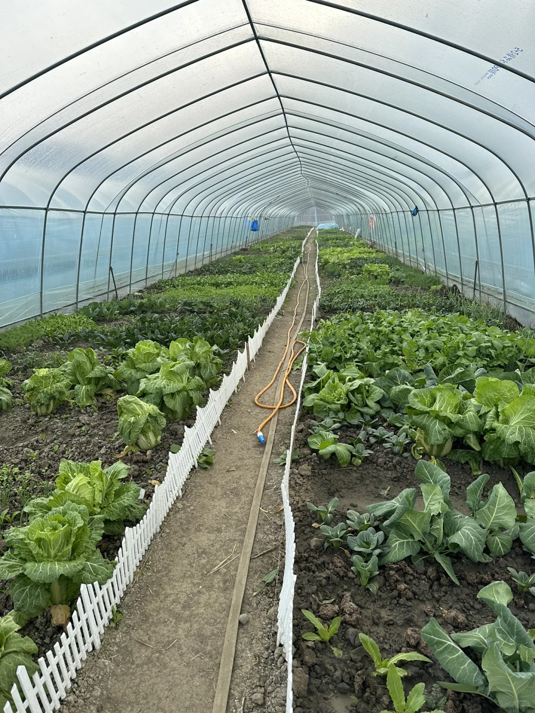 2025在大棚种有机蔬菜?