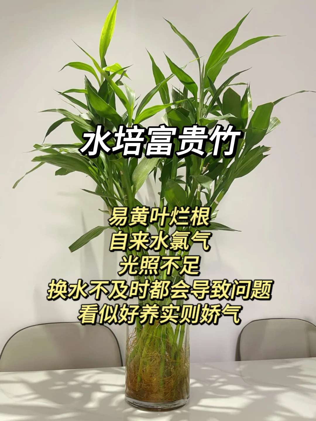 血泪教训！家庭绿植选这些才不踩坑?